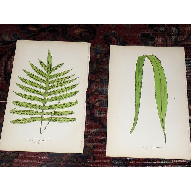 This set of twelve (12) authentic 19th century engravings on wood (sometimes referred to as "lithographs") depict...
