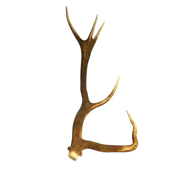 European Collection of Elk and Moose Antlers - Set of 9 For Sale - Image 17 of 18