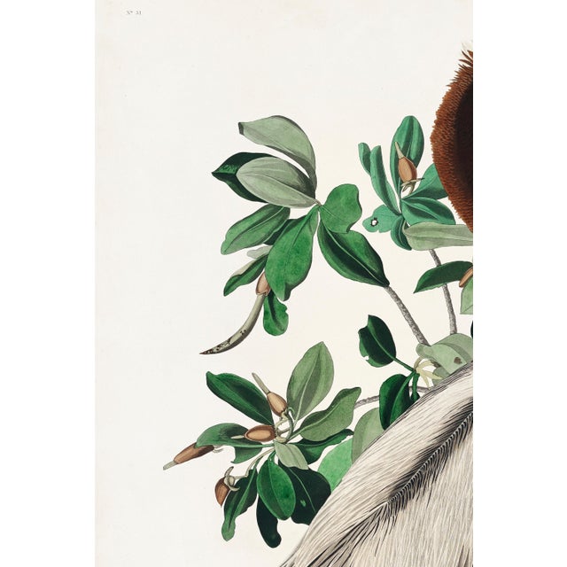 Vintage natural history artwork depicting a Brown Pelican, originally illustrated by John James Audubon and reproduced...
