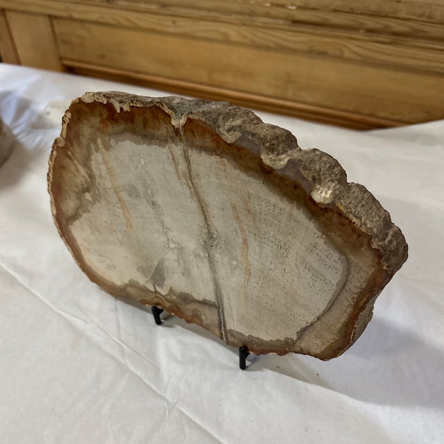 Tan Live Edge Petrified Wood G For Sale - Image 8 of 8