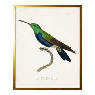 Framed Hummingbird Reproduction Print Plate 25 in a Gold Shadowbox For Sale