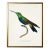 Framed Hummingbird Reproduction Print Plate 25 in a Gold Shadowbox For Sale