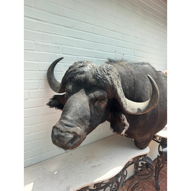 Late 20th Century Cape Buffalo From Africa Custom Wall Mount Taxidermy For Sale - Image 9 of 12