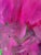 Magenta Lime by Robbie Kemper For Sale - Image 4 of 7