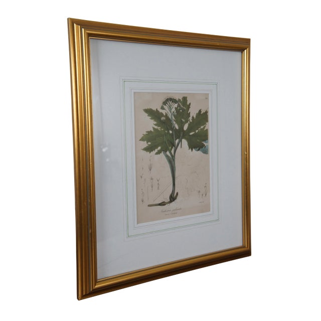 Realism Antique Endicotts Sweet Coltsfoot Nardosmia Palmata Botanical Lithograph Print For Sale - Image 3 of 13