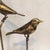 2010s Birdies on Glass Stand - a Pair For Sale - Image 5 of 7
