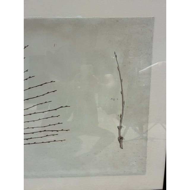 Early 21st Century Natural Curiosities William Forsyth “Peach” 1802 Horticultural Botanical Print For Sale - Image 5 of 10