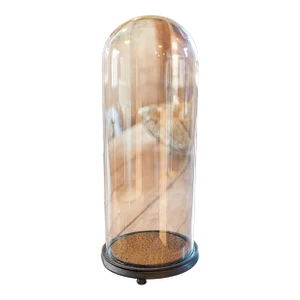 1900 Antique Taxidermy Specimen Dome