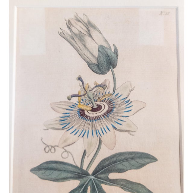 Antique White 18th Century Hand Colored Passionflower Engraving From Curtis Botanic Magazine For Sale - Image 8 of 11