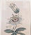 Antique White 18th Century Hand Colored Passionflower Engraving From Curtis Botanic Magazine For Sale - Image 8 of 11