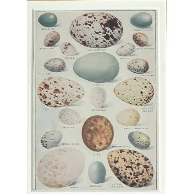 Vintage Oology the collecting of Bird's Egg Scientific Illustration Original Book Print. With Stunning Complimentary...