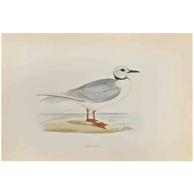 Ross's Gull is a modern artwork realized in 1870 by the British artist Alexander Francis Lydon (1836-1917) . Woodcut...