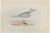 Ross's Gull is a modern artwork realized in 1870 by the British artist Alexander Francis Lydon (1836-1917) . Woodcut...