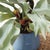 Kenneth Ludwig Chicago Staghorn Fern Drop-In 22" For Sale - Image 4 of 8