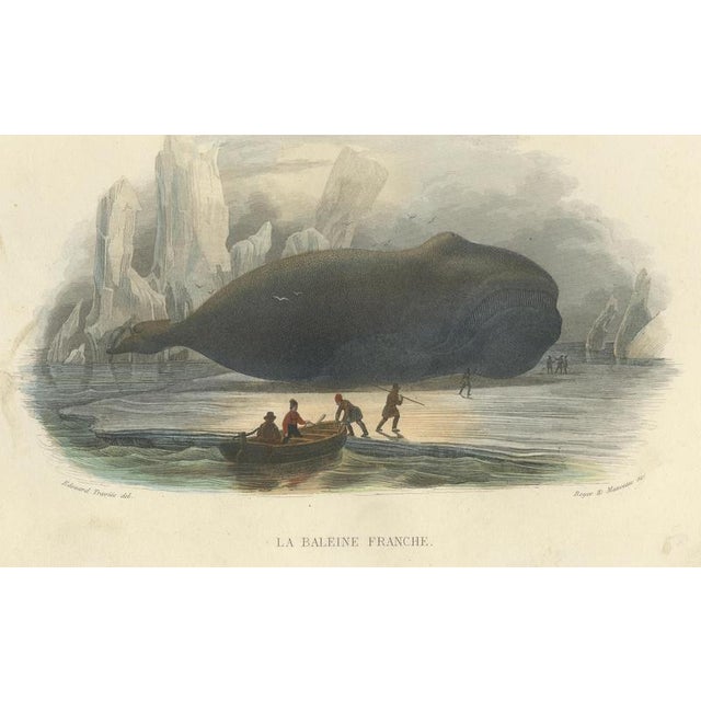 After Édouard Traviès, The Right Whale, 1840, Hand-Colored Engraving For Sale - Image 4 of 9