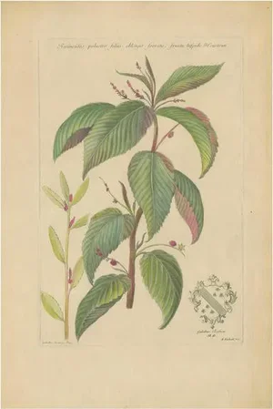 John Martyn, Botany Illustration of a Caperonia Species, 1730s, Print