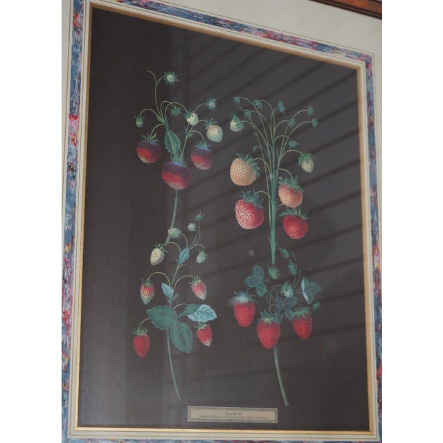 1960s Pair of Berry Prints by George Brookshaw For Sale - Image 4 of 13