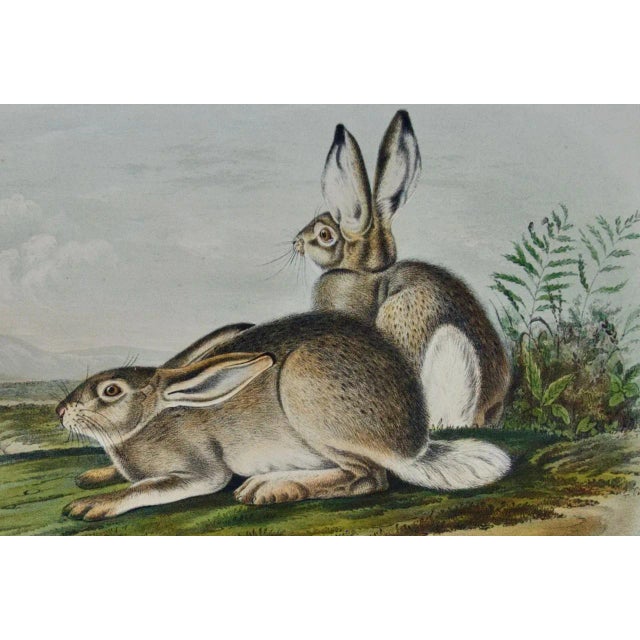Realism Townsend's Rocky Mountain Hare: An Original Audubon Hand-Colored Lithograph, 1849-1854 For Sale - Image 3 of 5