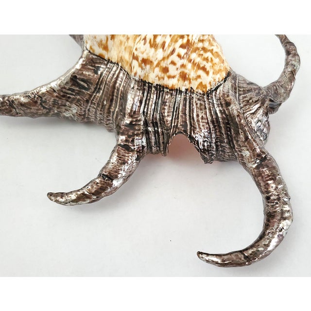 Silver Seashell Shell Silvered For Sale - Image 8 of 12