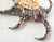 Silver Seashell Shell Silvered For Sale - Image 8 of 12