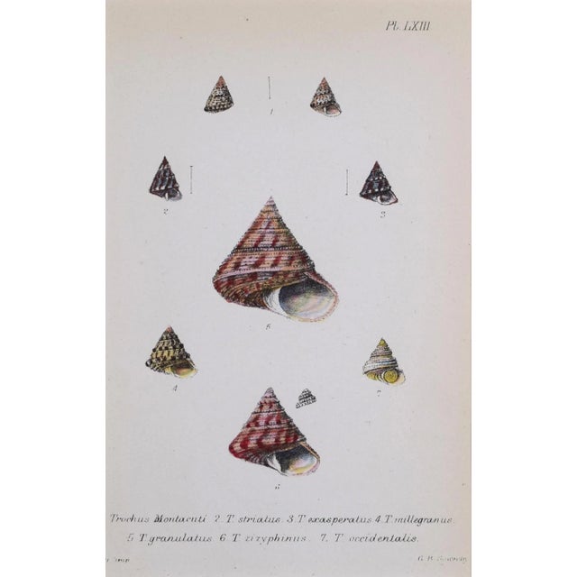 19th Century Antique Hand Colored English Shell Prints by John Jeffreys 1869-A Pair For Sale In New York - Image 6 of 11