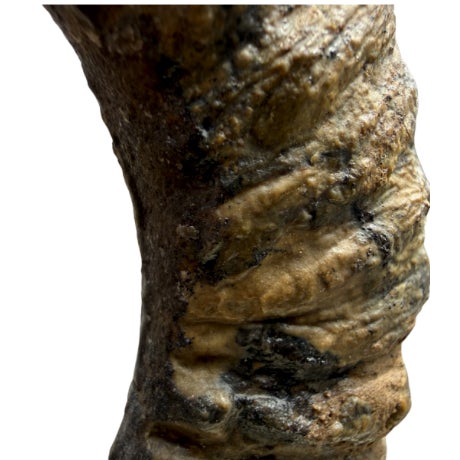 15th Century Large Spiral Ammonite Fossil Ram Horn Style Display Specimen on Matrix For Sale - Image 6 of 9