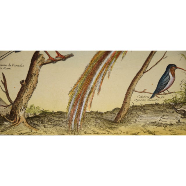 Paint "Collection of the Most Rare Birds" - Hand Watercolor Engraving by Nicolas Robert For Sale - Image 7 of 7