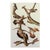 1966 Vintage Cottage Print "Sapsucker, Flicker and Woodpeckers" After John James Audubon For Sale