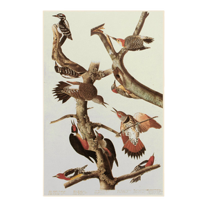 1966 Vintage Cottage Print "Sapsucker, Flicker and Woodpeckers" After John James Audubon