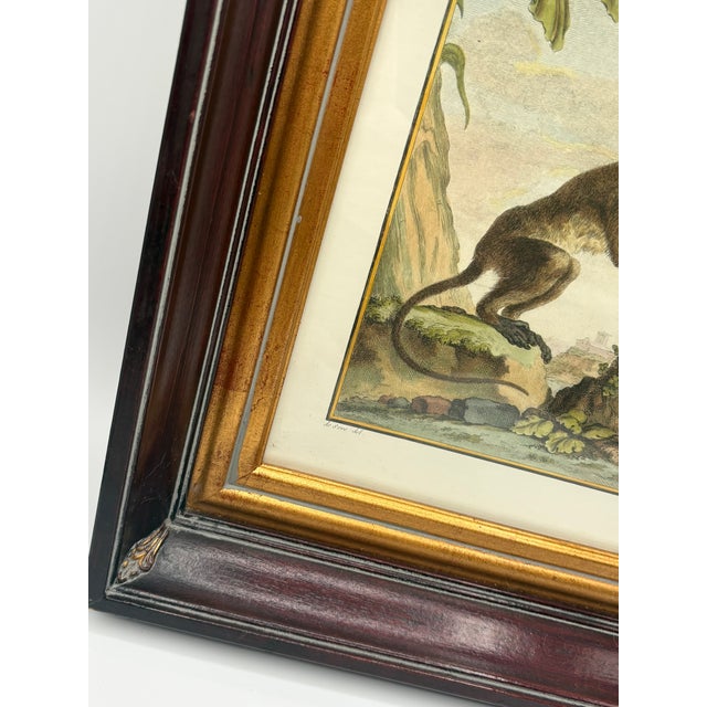 Vintage French Natural History Monkey Reproduction Prints Art & Gilded Wood Frames - A Pair For Sale - Image 14 of 15