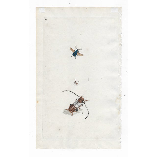 Antique Beetle Engravings - A Set of Three For Sale - Image 4 of 4
