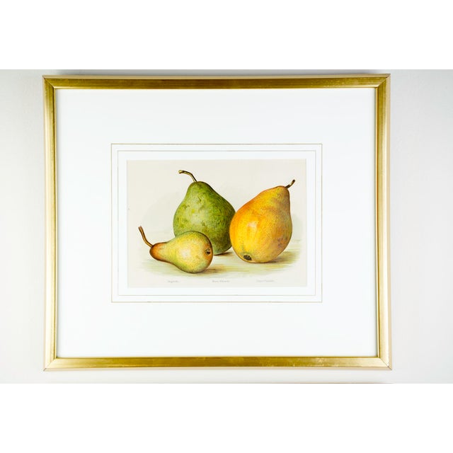 Archival gold gilt framed pair of Antique Chromolithographs, With double gold fillet matting. Bottom is Antique...