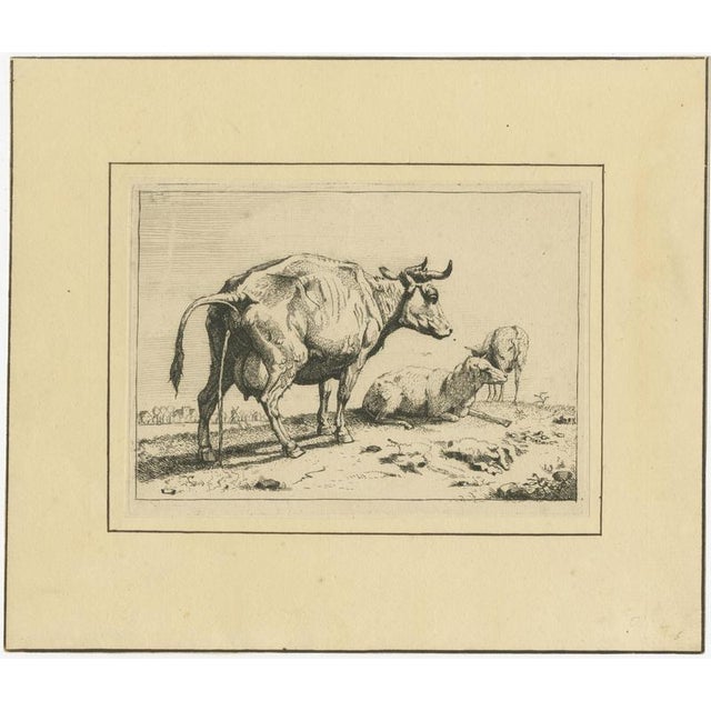 After Paulus Potter, Cattle, 1650, Set of 8 For Sale - Image 10 of 12