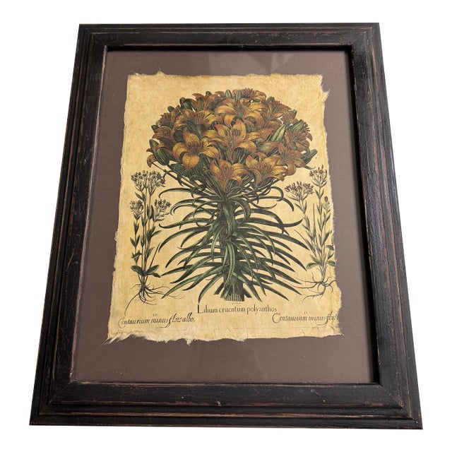 Hortus Eystettensis by the German Apothecary and Botanist Basilius Besler 1614 For Sale