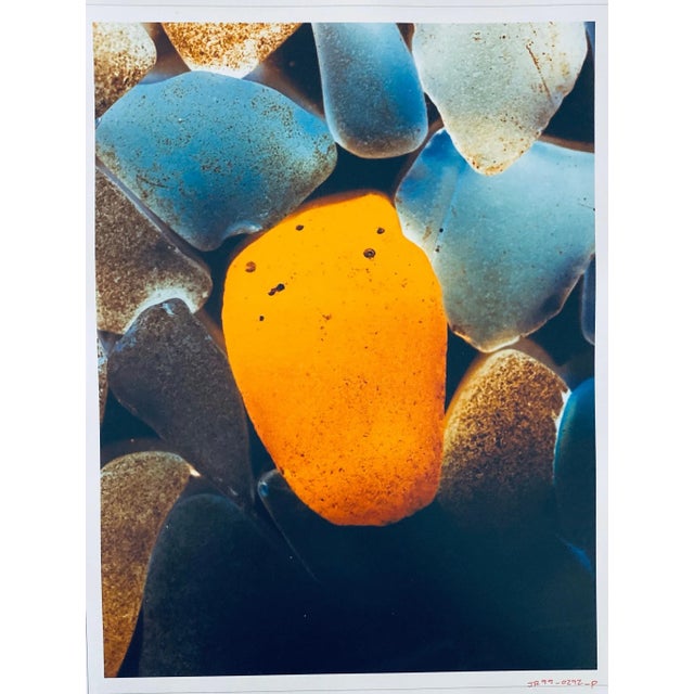 FLORA & FAUNA SERIES, c.1998, Fuji crystal archive paper. Unsigned. Photographer Jeffrey Rothstein focuses on different...