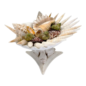 Footed Bowl Shells Seashells
