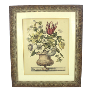 Antique Coloured Botanical Illustration Engraving Antique Wood and Plaster Frame Floral French Art