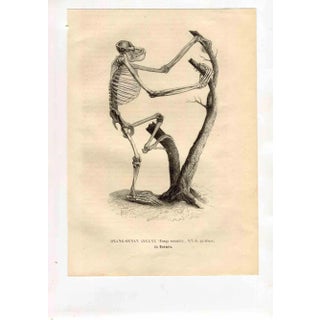 Paul Gervais, Orang-Outan, Lithograph, 1854 For Sale