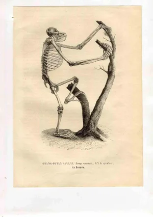 Paul Gervais, Orang-Outan, Lithograph, 1854