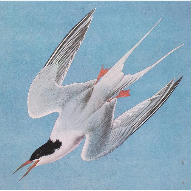 American Roseate Tern After John James Audubon, 1966 Cottage Print For Sale - Image 3 of 6