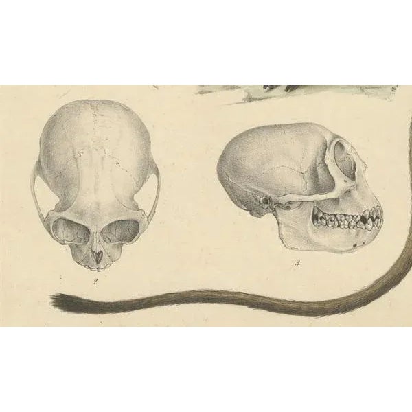 Olive Colobus Monkey, 1853, Paper For Sale - Image 3 of 7