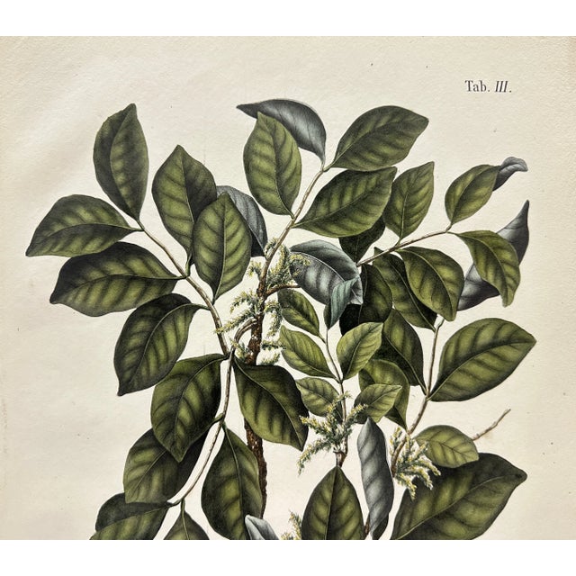 Illustration 19th Century Botanical Color Lithographs by Karl Ludwig Blume - a Pair For Sale - Image 3 of 10