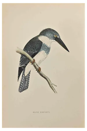 Alexander Francis Lydon, Belted Kingfishfr, Woodcut Print, 1870
