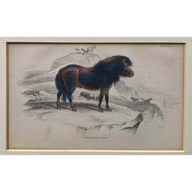 Mid 19th Century Rare 1840s Wild Sheland Pony 'Poney" Hand Colored Etching Sir William Jardine For Sale - Image 5 of 9