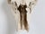 Deer Antler 8-Point Mount From Southern France C1960's For Sale - Image 10 of 12
