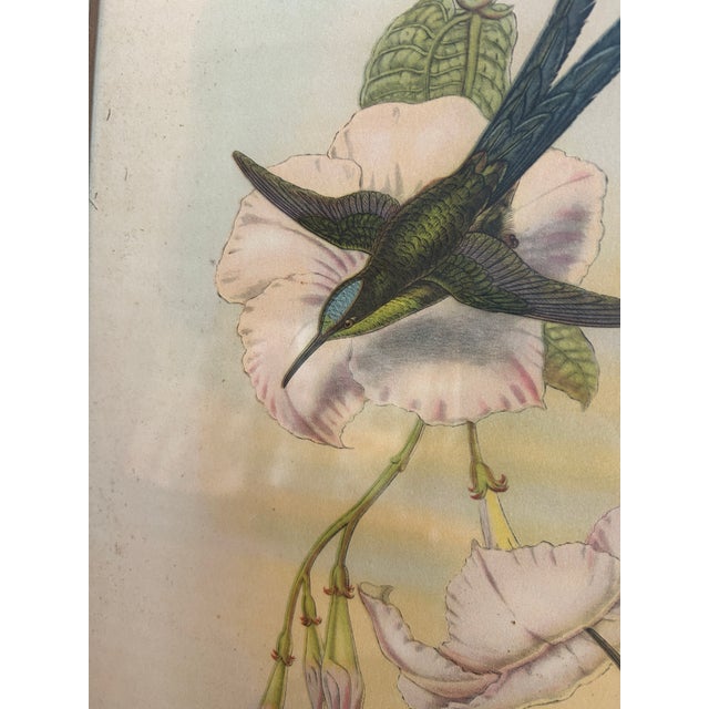 1940s Vintage Hummingbird Print, 1946, Framed For Sale - Image 5 of 5