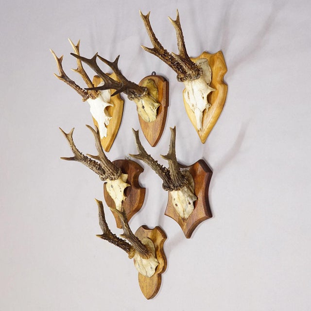 Rustic European Set of Six Vintage Roe Deer Trophies on Wooden Plaques Germany Ca. 1960s For Sale - Image 3 of 7