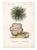 Coastal Anemone & Starfish, Original Prints by George Cuvier, 1836 (Set of 2) For Sale - Image 3 of 5