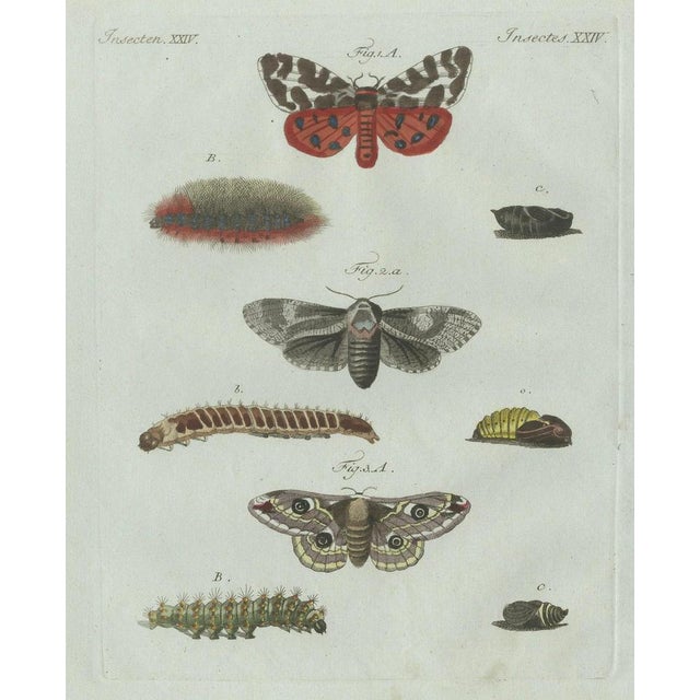 Bertuch, Three Moths and Metamorphosis, 1800, Engraving For Sale - Image 9 of 11