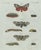 Bertuch, Three Moths and Metamorphosis, 1800, Engraving For Sale - Image 9 of 11